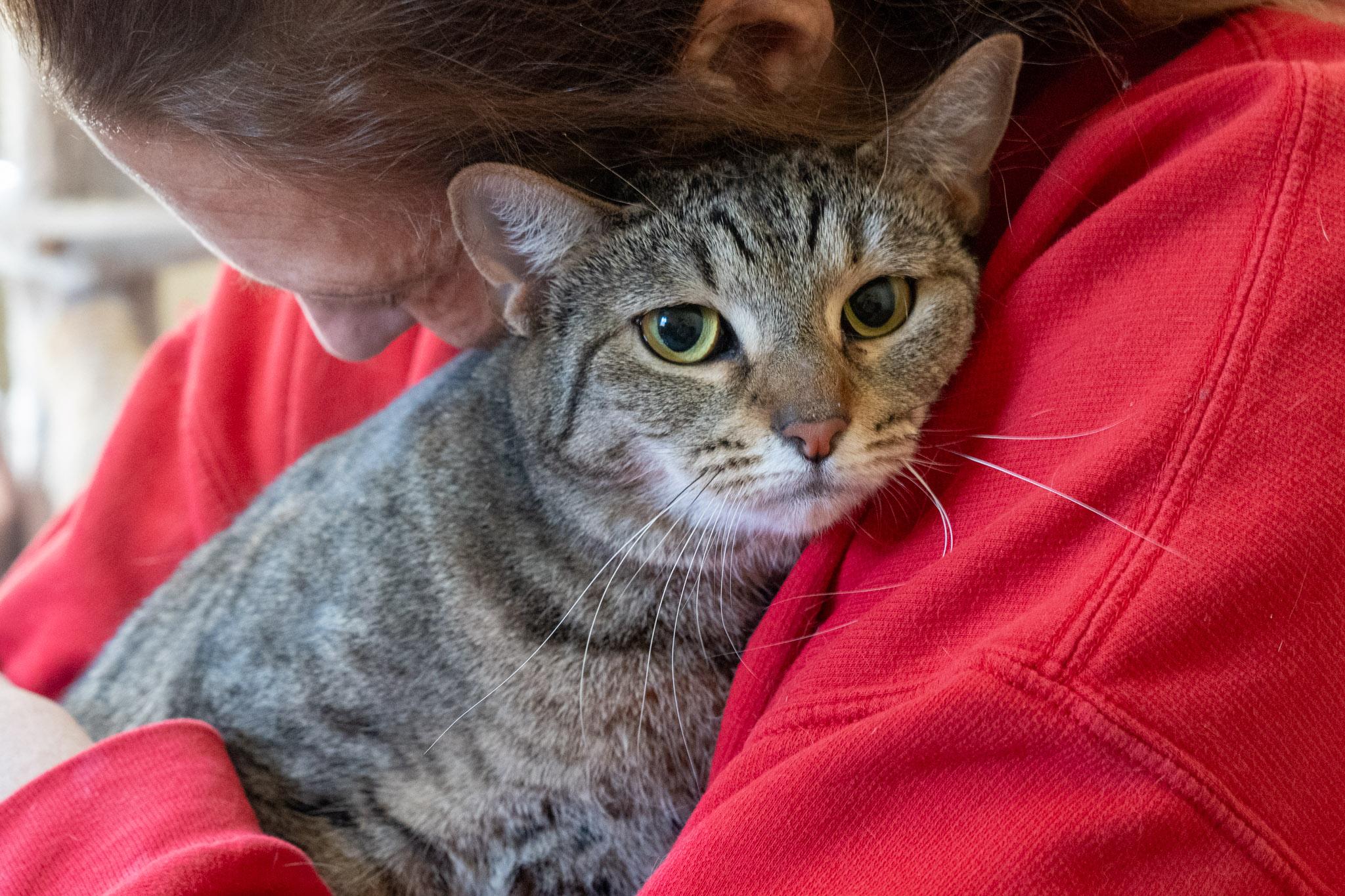 Enlarge Fiddle, a Adoptable Domestic Short Hair in Warwick, RI image 4/5