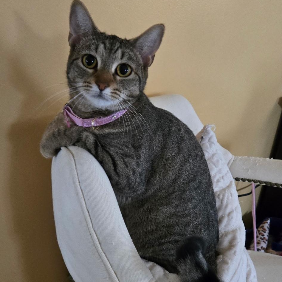 Enlarge Fiddle, a Adoptable Domestic Short Hair in Warwick, RI image 3/4