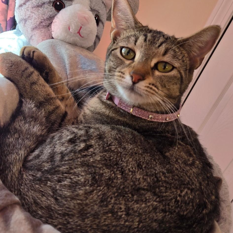 Enlarge Fiddle, a Adoptable Domestic Short Hair in Warwick, RI image 4/4