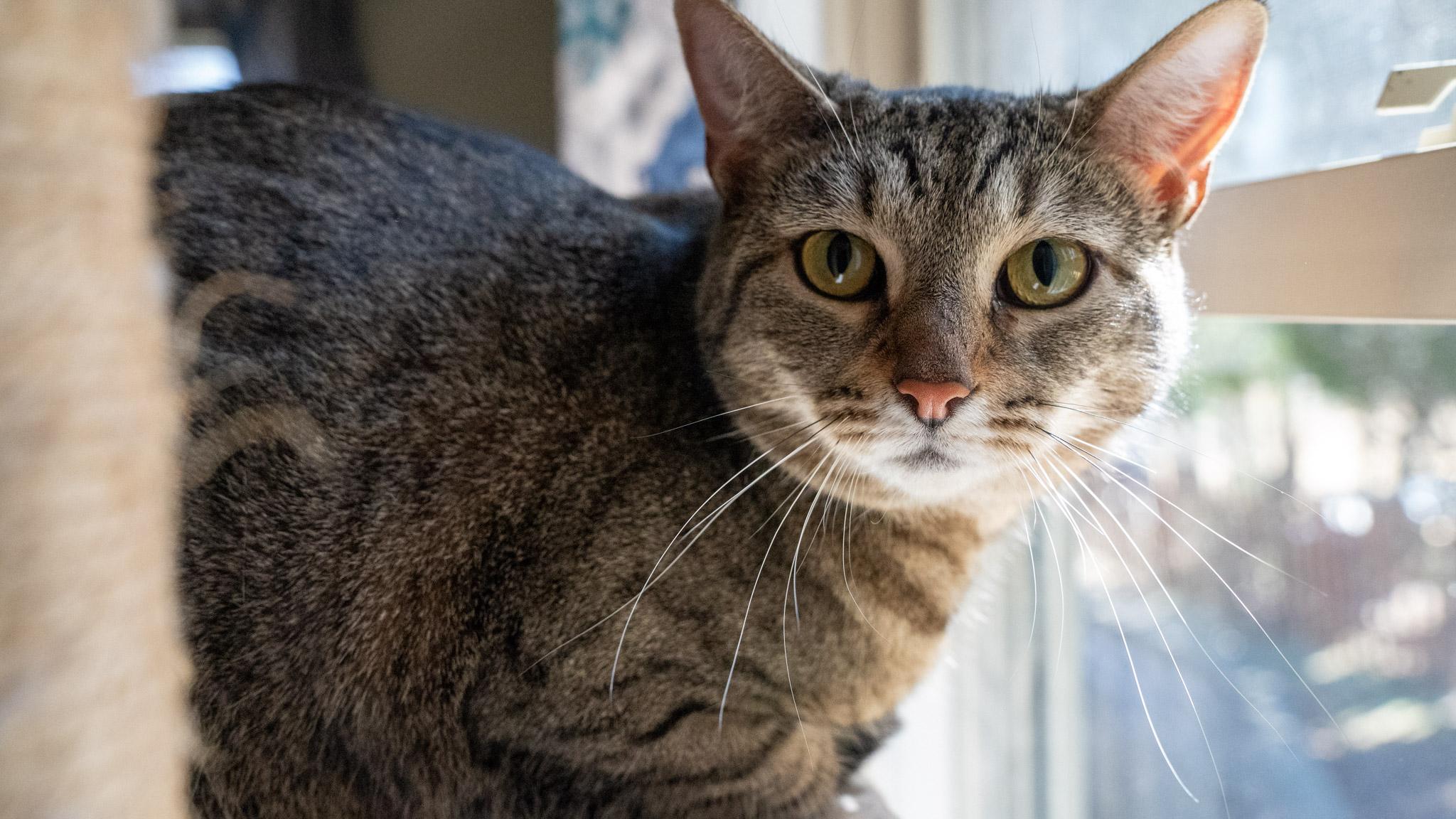 Enlarge Fiddle, a Adoptable Domestic Short Hair in Warwick, RI image 5/5