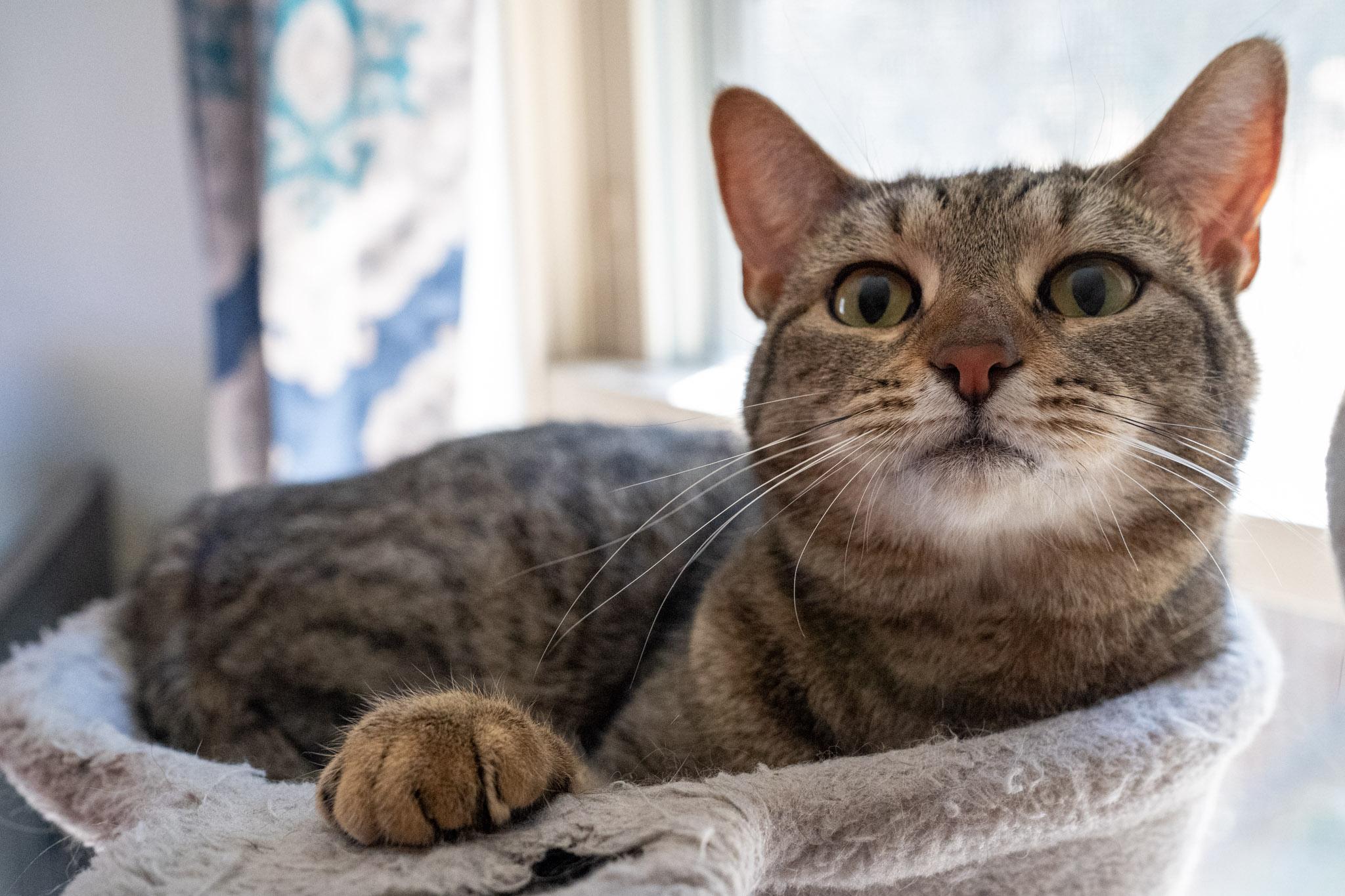 Enlarge Fiddle, a Adoptable Domestic Short Hair in Warwick, RI image 3/5