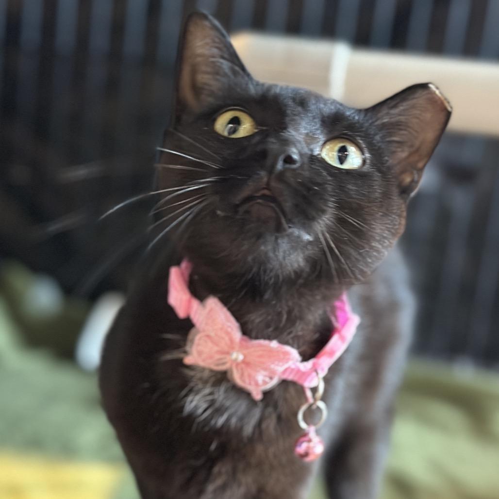 Kayo Syrup, Adoptable, Young Female Domestic Short Hair.
