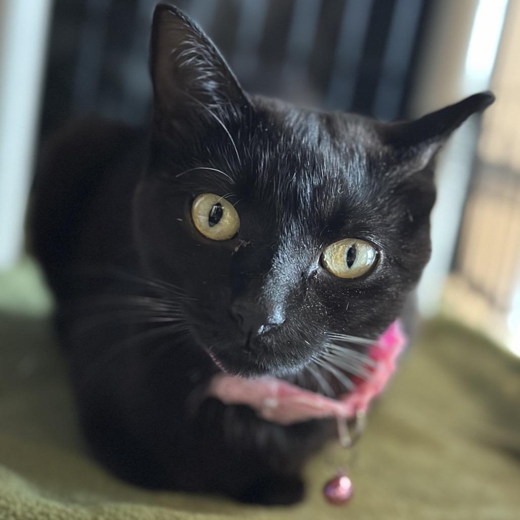 Enlarge Kayo Syrup, a Adoptable Domestic Short Hair in Matteson, IL image 2/4