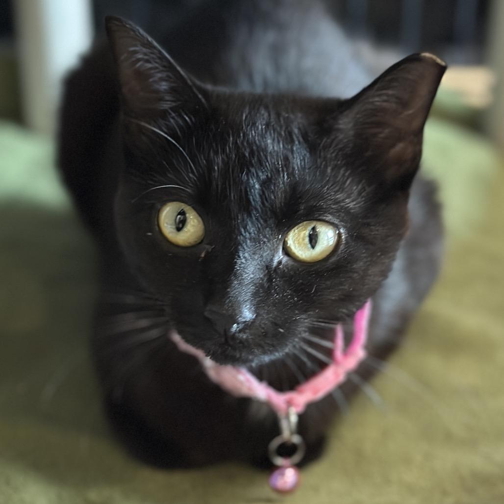 Enlarge Kayo Syrup, a Adoptable Domestic Short Hair in Matteson, IL image 3/4