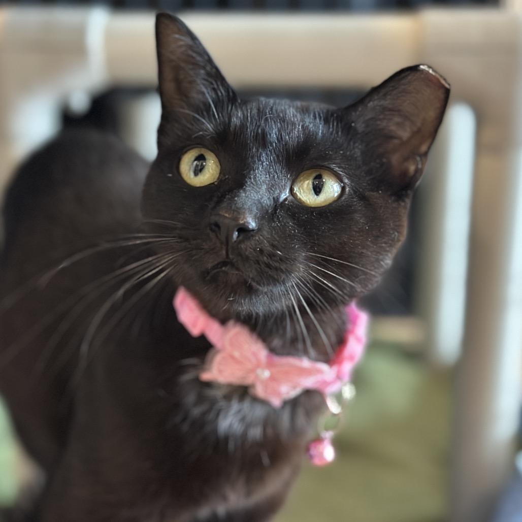 Enlarge Kayo Syrup, a Adoptable Domestic Short Hair in Matteson, IL image 4/4
