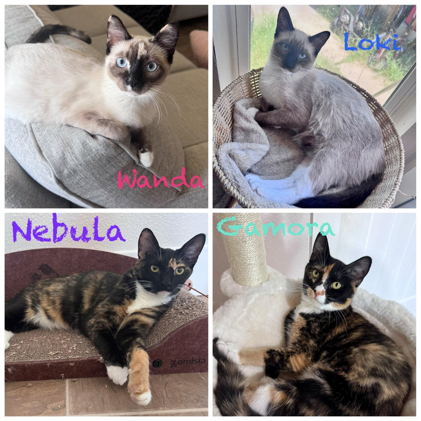 Enlarge Natahsa, a Adoptable Siamese in Phoenix, AZ image 2/3