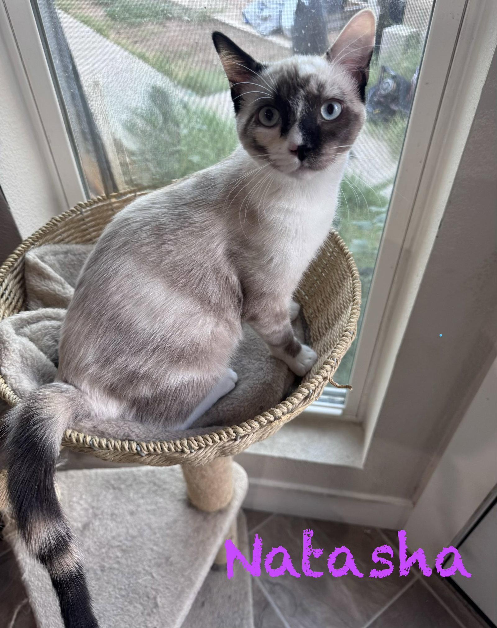 Enlarge Natahsa, a Adoptable Siamese in Phoenix, AZ image 3/3