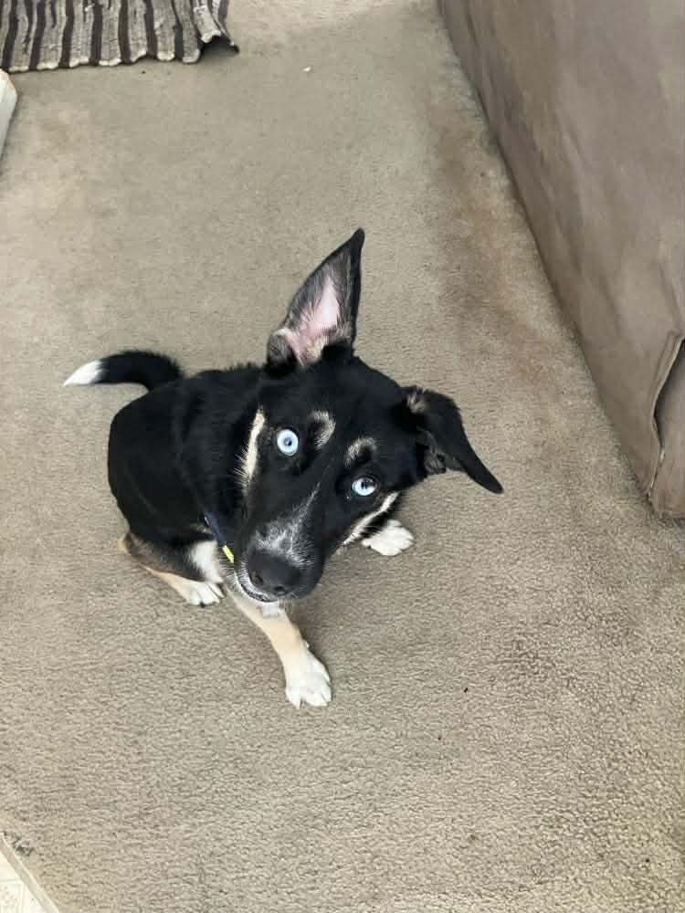 Cozy, ADOPTABLE, Adult Female Mixed Breed.