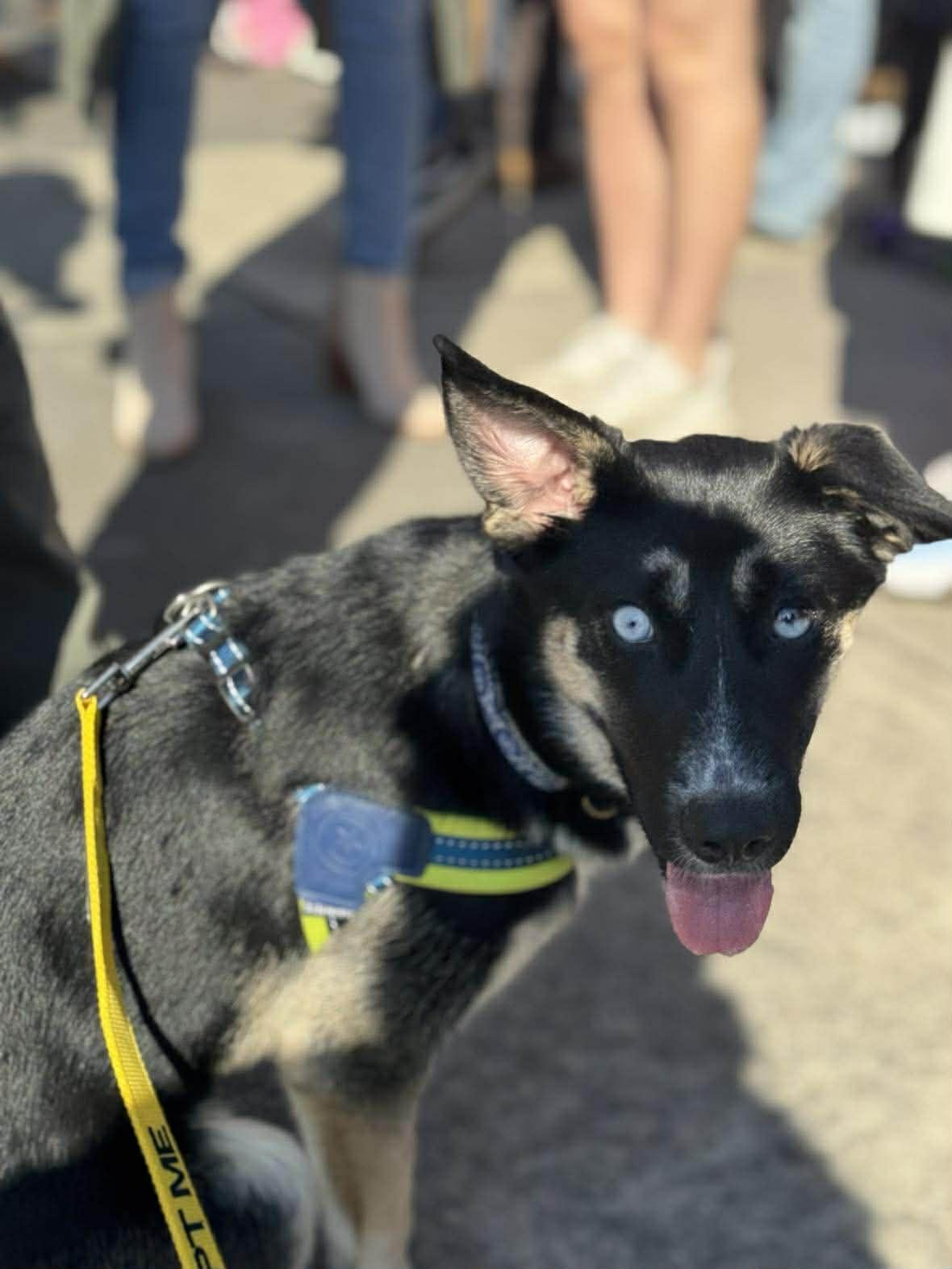 Cozy, a ADOPTABLE Mixed Breed in Wando, SC image 3/4