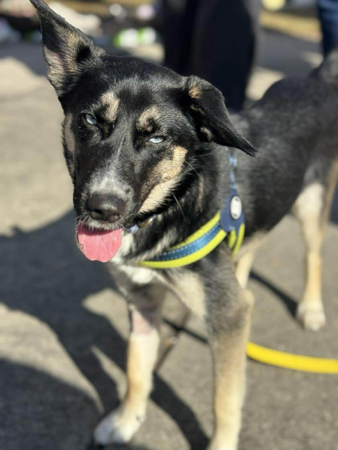 Cozy, a ADOPTABLE Mixed Breed in Wando, SC image 4/4