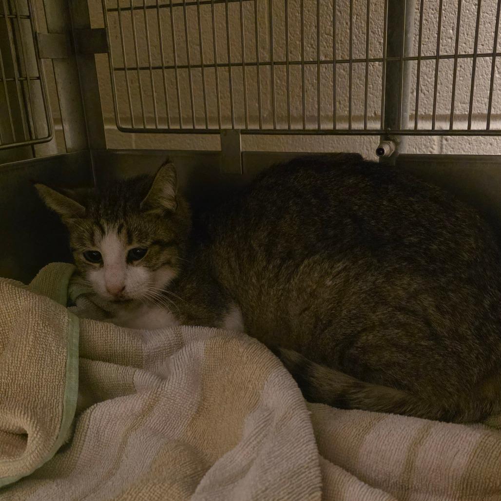 Enlarge Bing Bong, a Adoptable Domestic Short Hair in Bristol, IN image 1/1