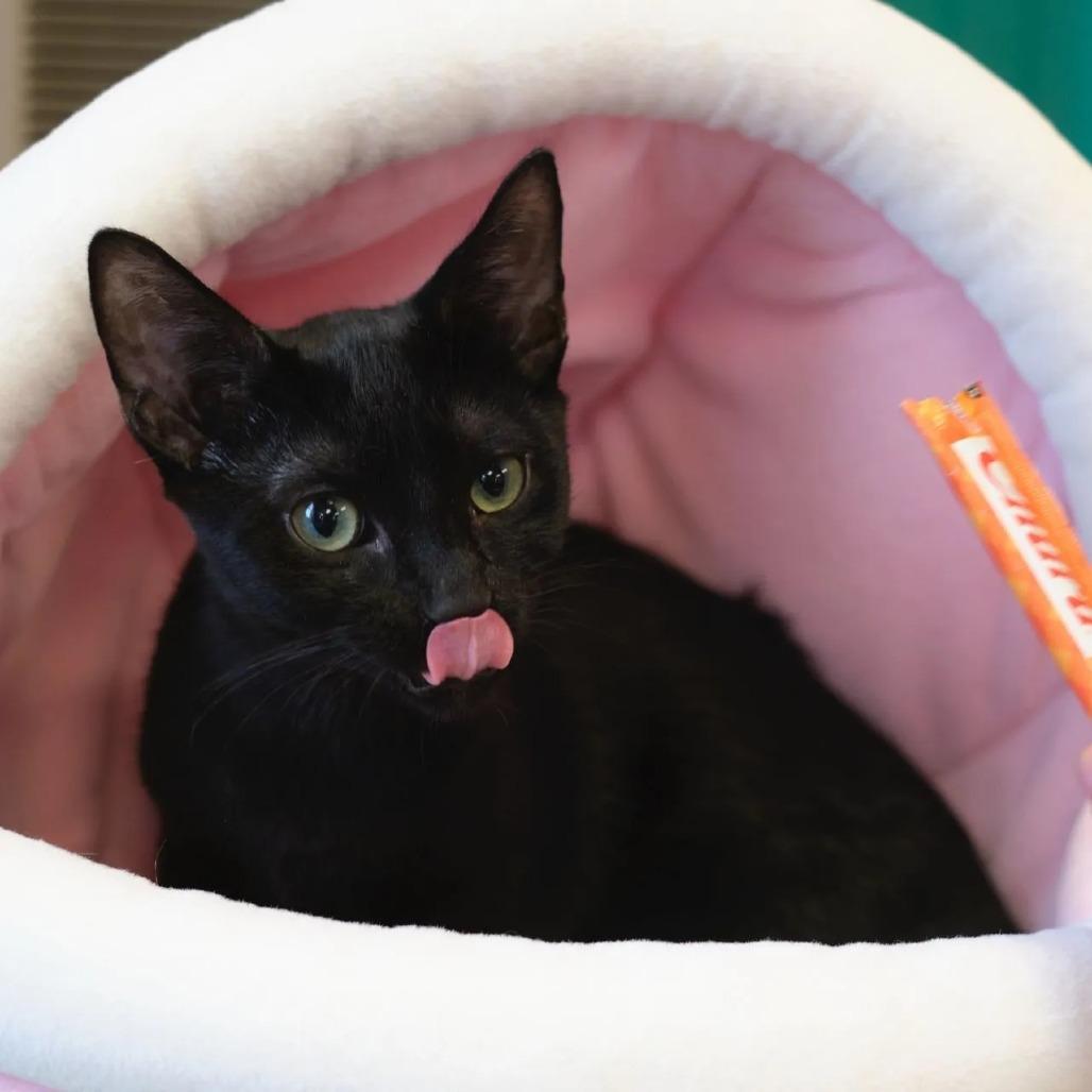 Canyon, Adoptable, Adult Male Domestic Short Hair.