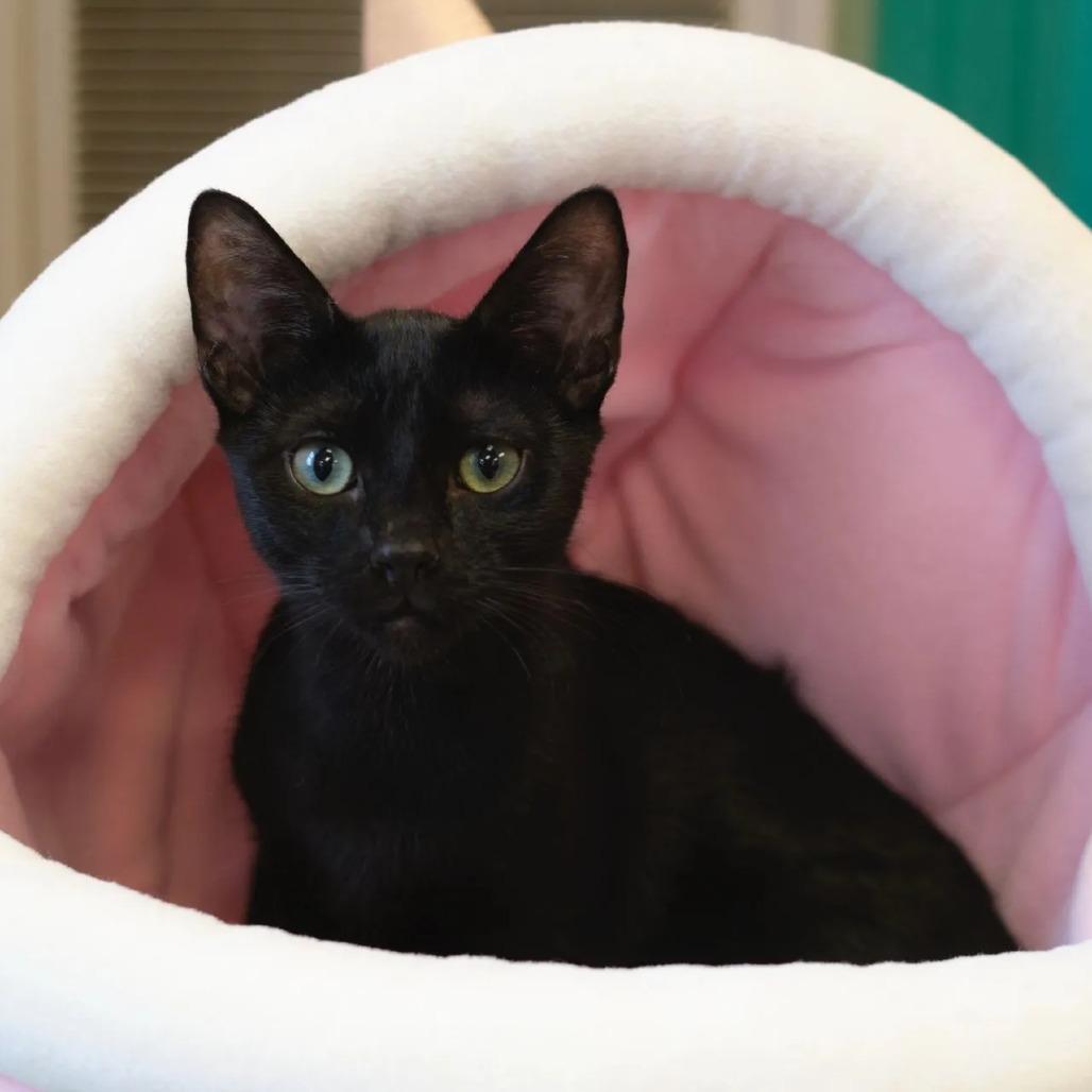 Enlarge Canyon, a Adoptable Domestic Short Hair in Morgan Hill, CA image 2/2