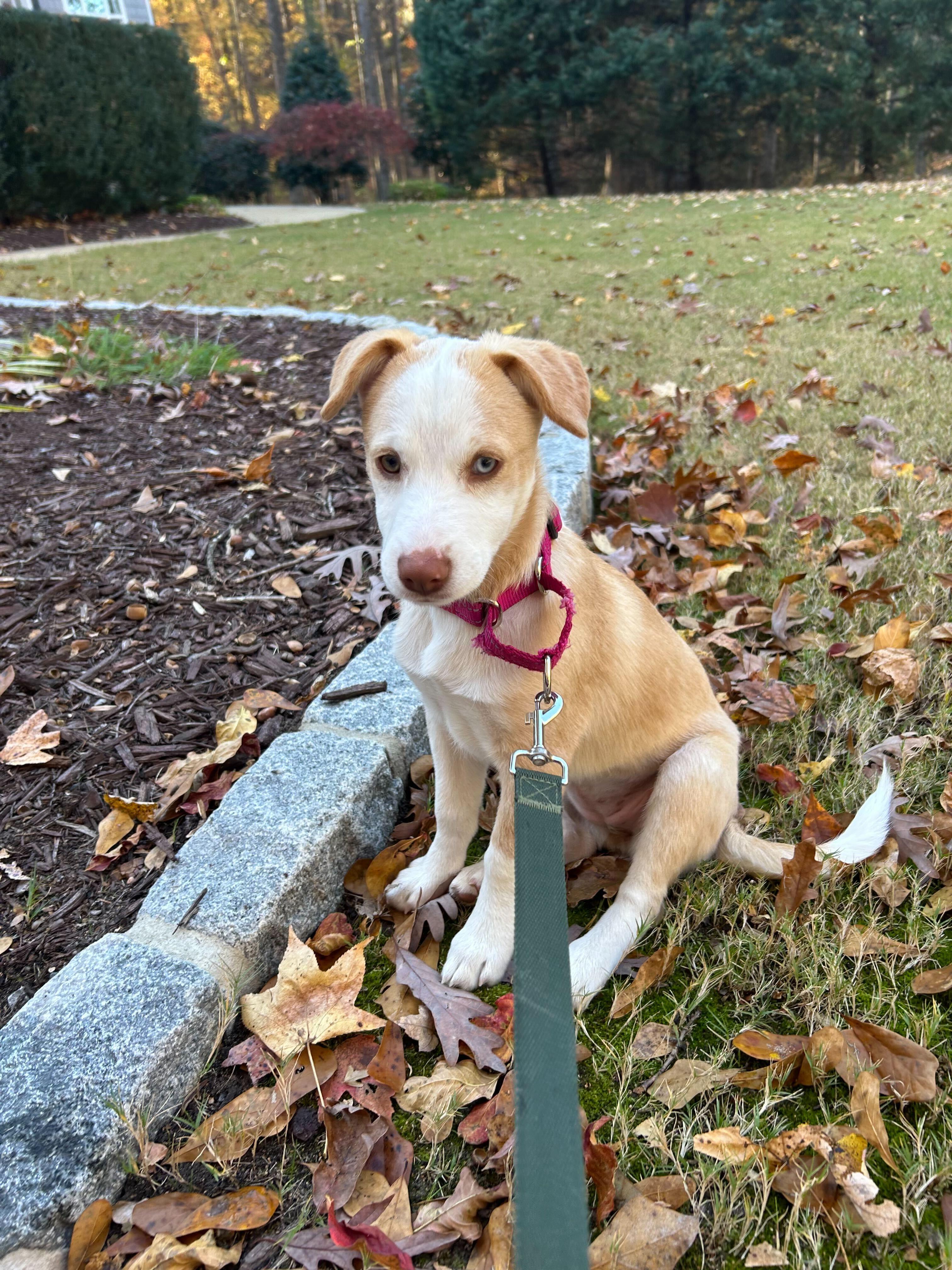 Enlarge PRINCESSA, a Adopted mixed breed in Fuquay Varina, NC image 3/6
