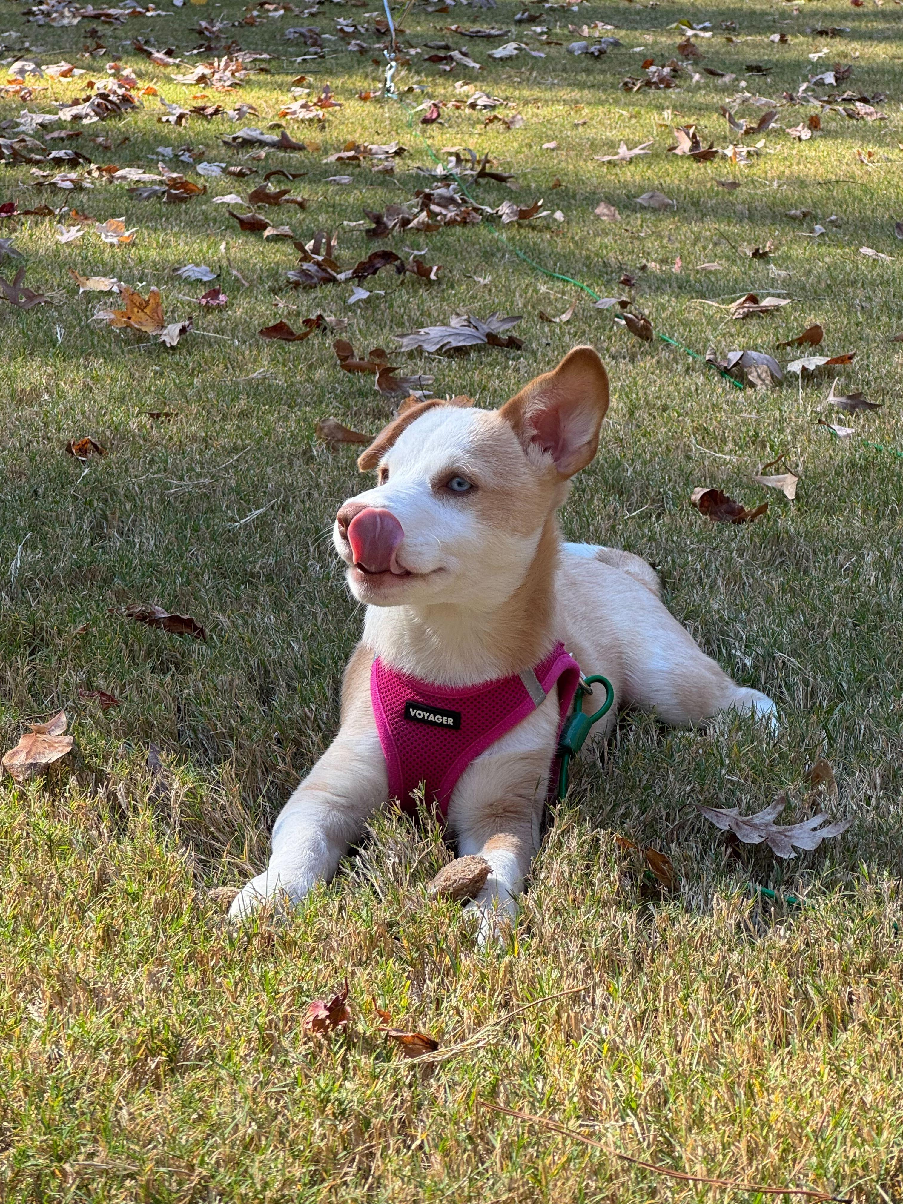 Enlarge PRINCESSA, a Adopted mixed breed in Fuquay Varina, NC image 2/6