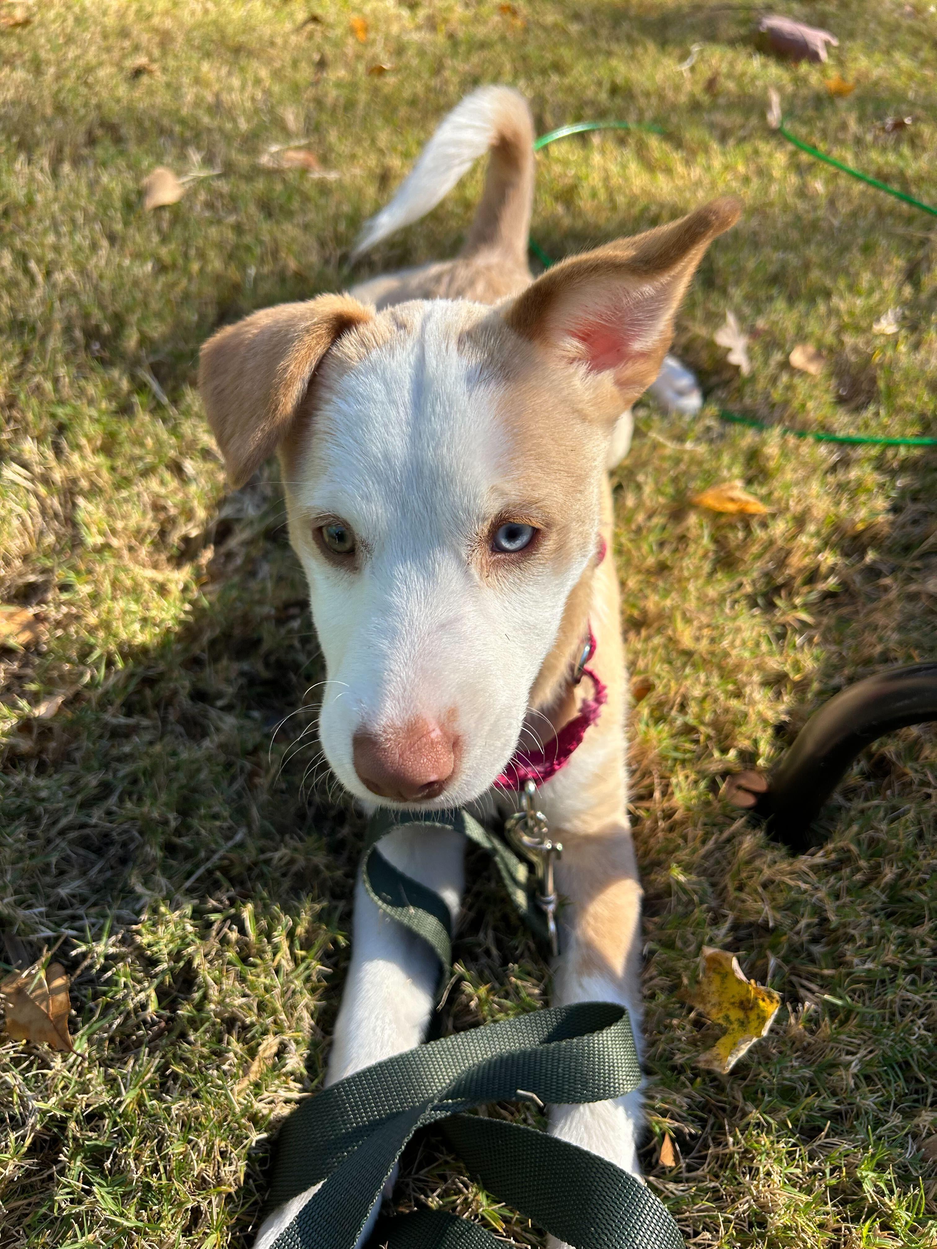 Enlarge PRINCESSA, a Adopted mixed breed in Fuquay Varina, NC image 4/6