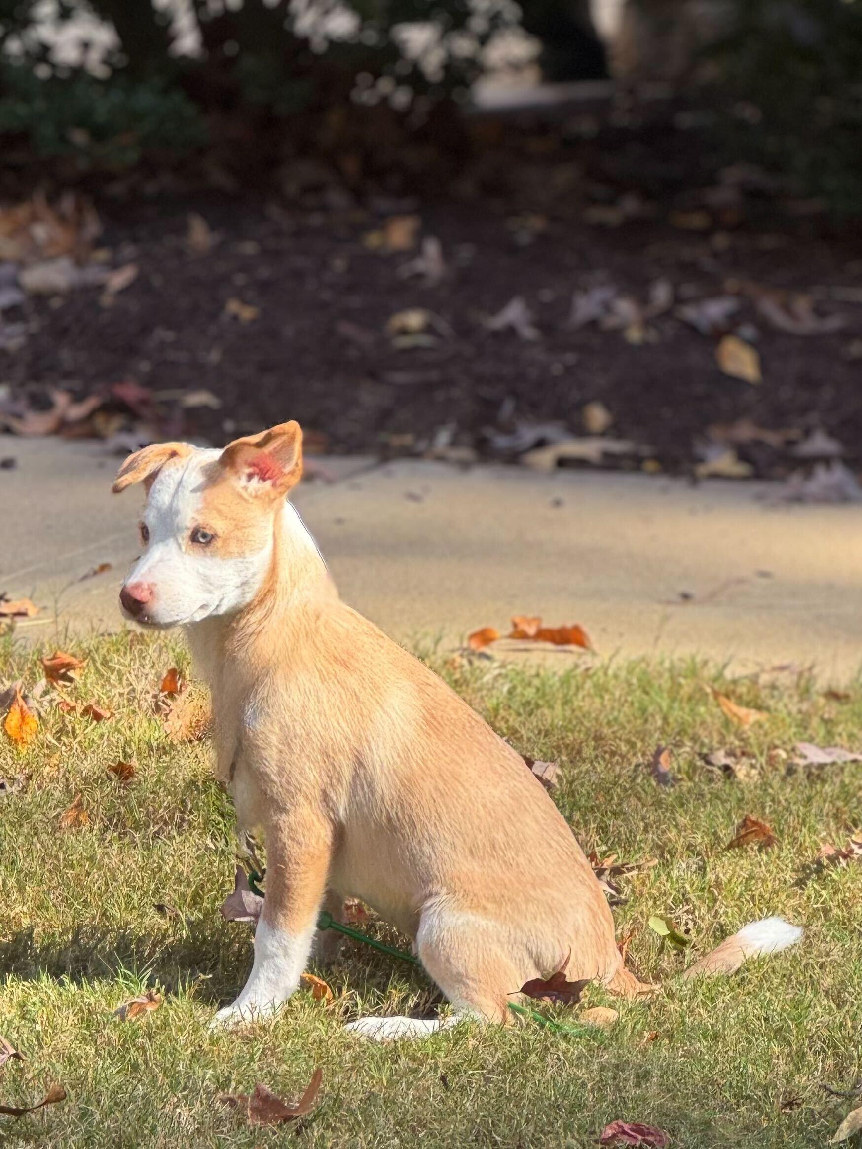Enlarge PRINCESSA, a Adopted mixed breed in Fuquay Varina, NC image 5/6