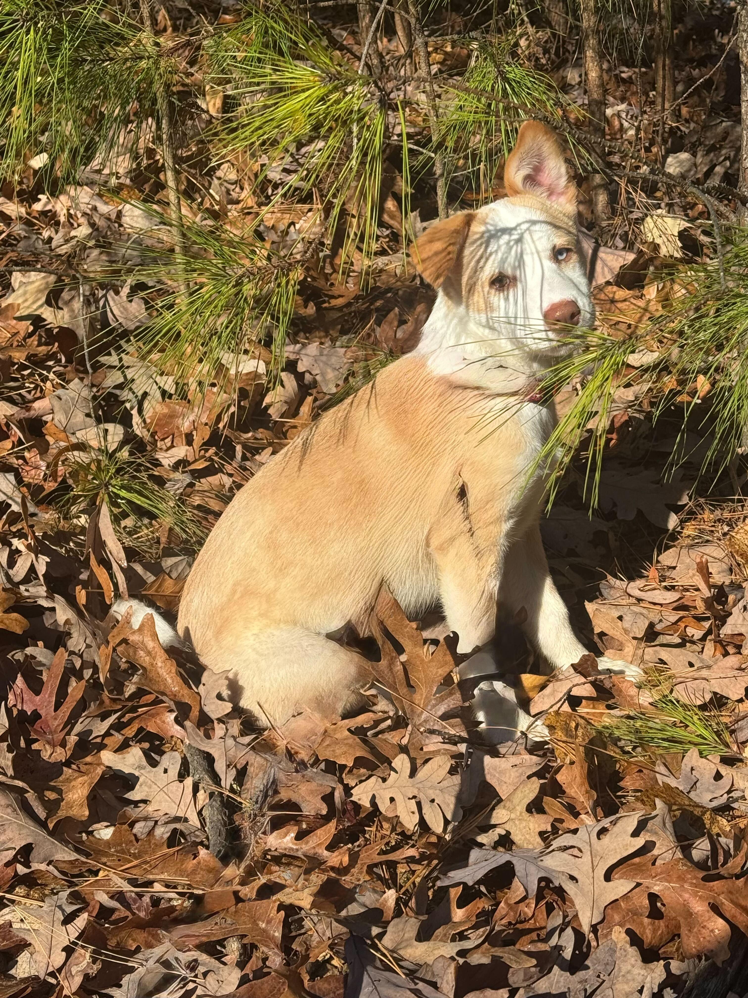 Enlarge PRINCESSA, a Adopted mixed breed in Fuquay Varina, NC image 6/6