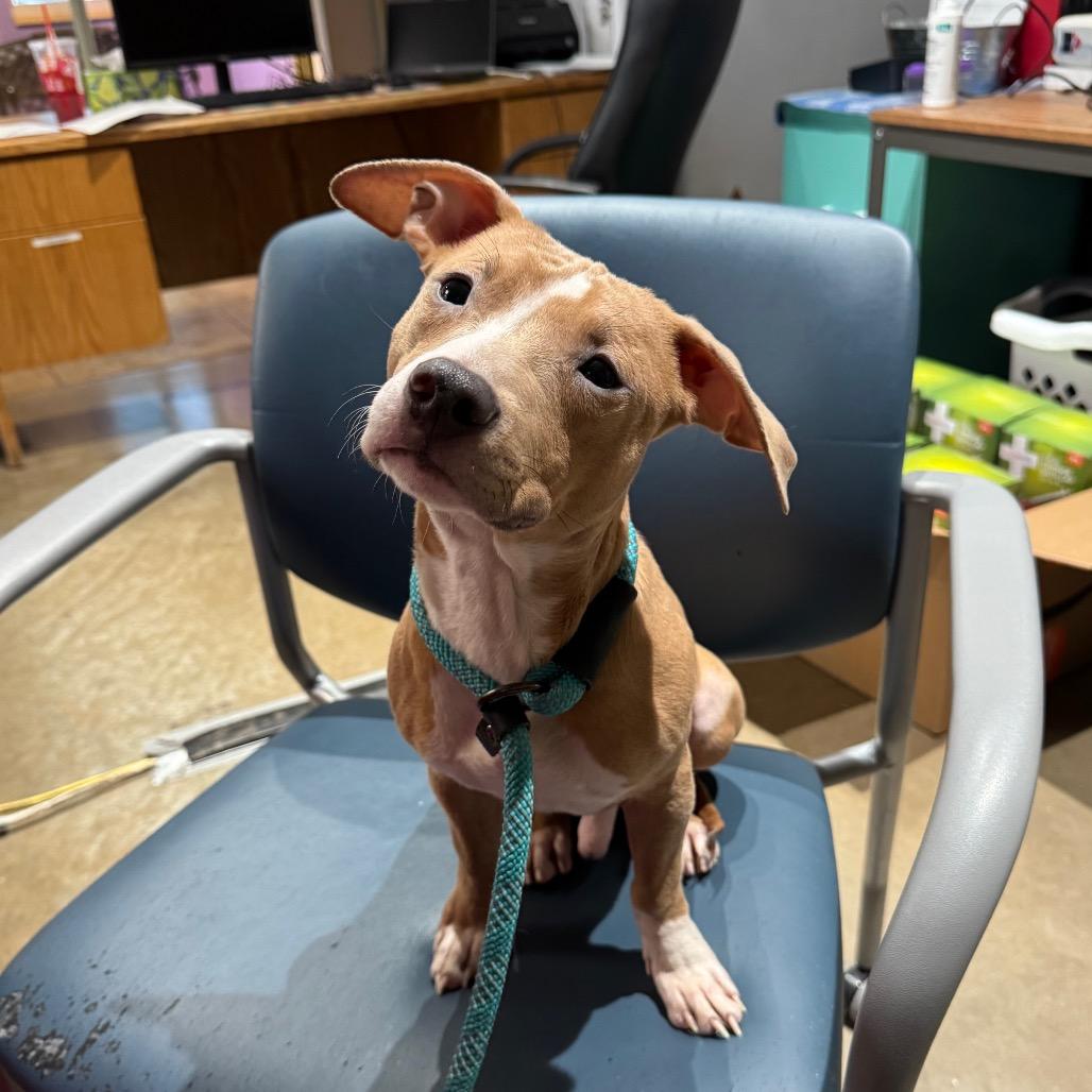 Enlarge Blaze, a Adoptable mixed breed in Mankato, MN image 1/3