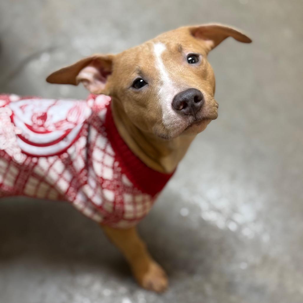 Enlarge Blaze, a Adoptable mixed breed in Mankato, MN image 2/3