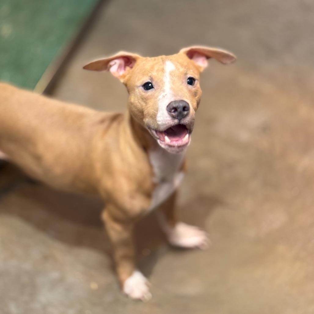 Enlarge Blaze, a Adoptable mixed breed in Mankato, MN image 3/3