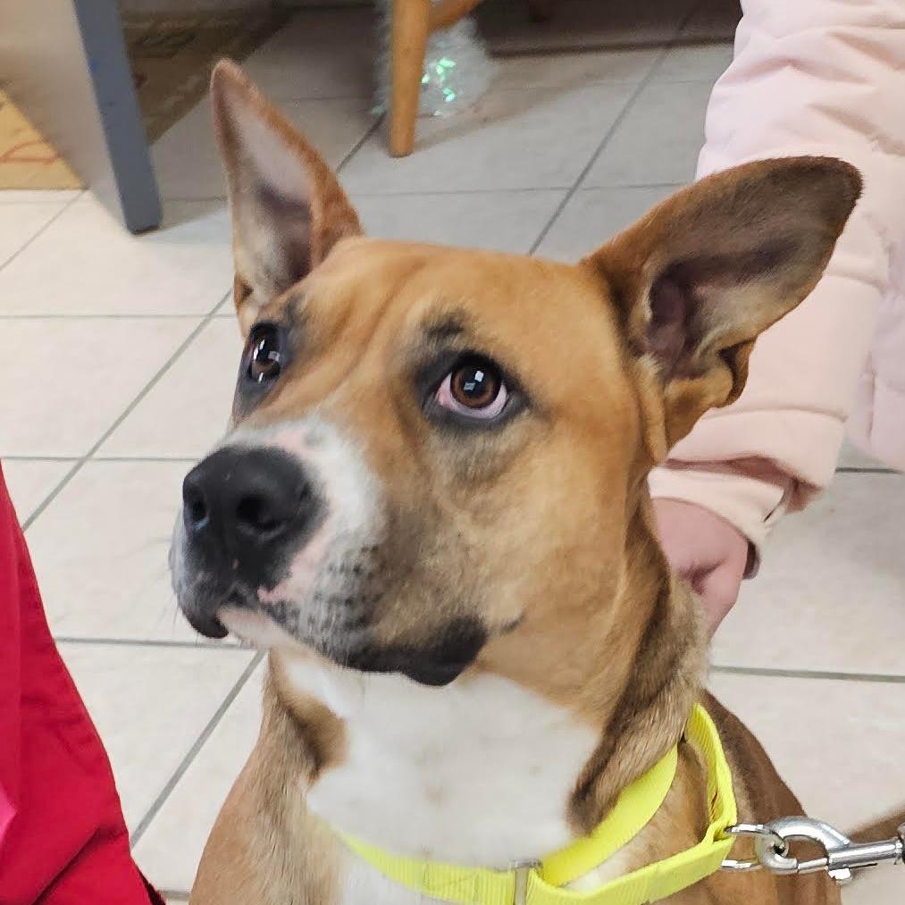 GiGi, Adoptable, Adult Female Mixed Breed.