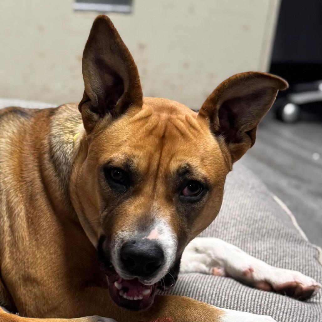 Enlarge GiGi, a Adoptable Mixed Breed in Camden, DE image 2/2