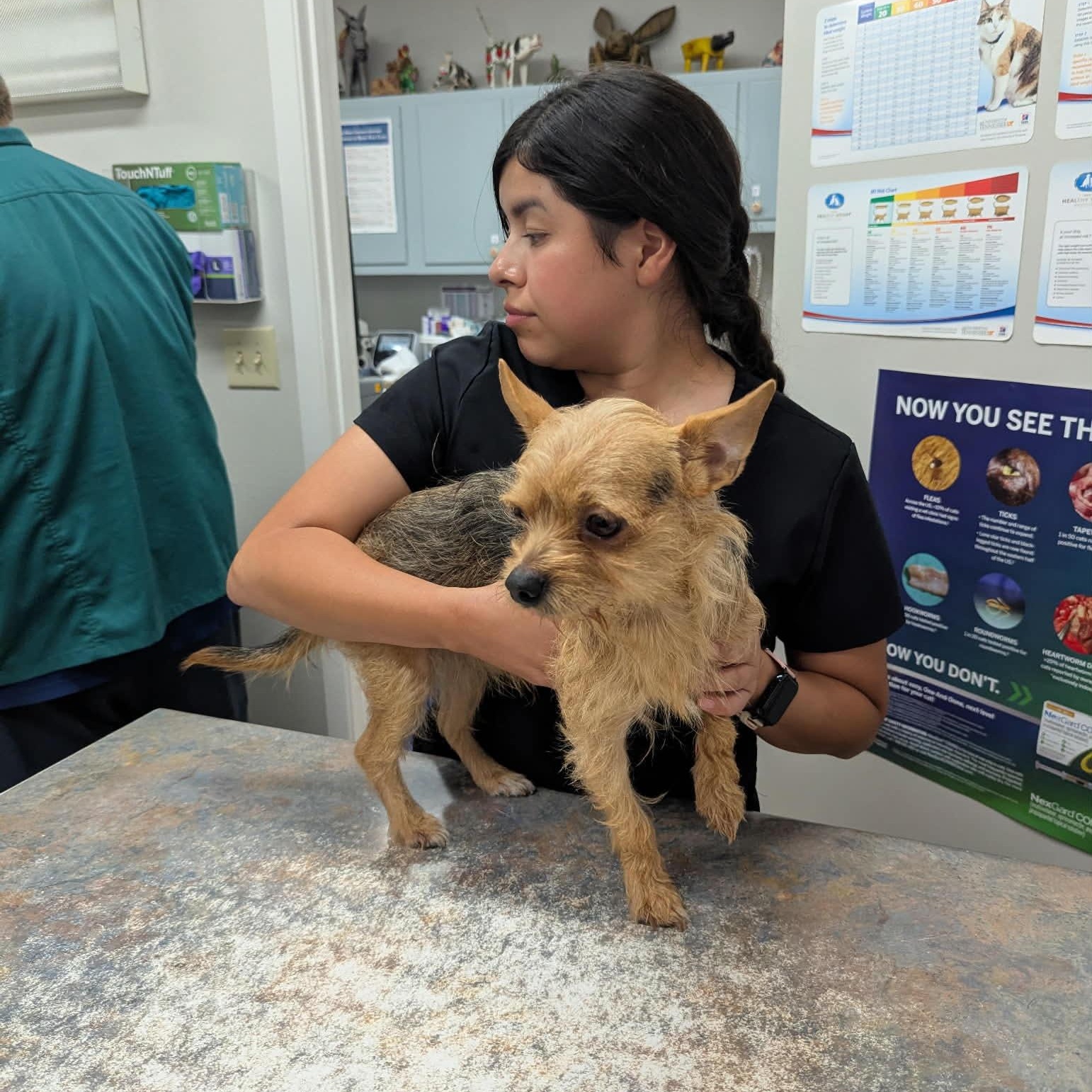 Cheeto, an adopted mixed breed in Williston, VT image 2/5