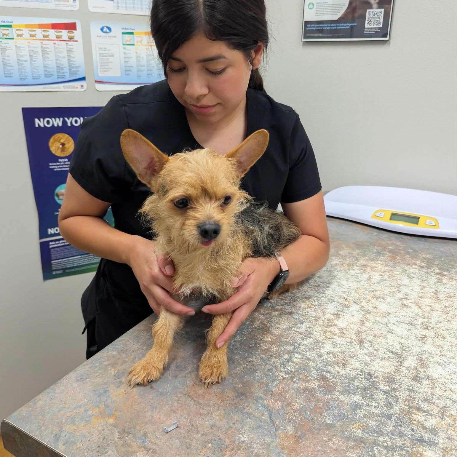 Cheeto, an adopted mixed breed in Williston, VT image 5/5
