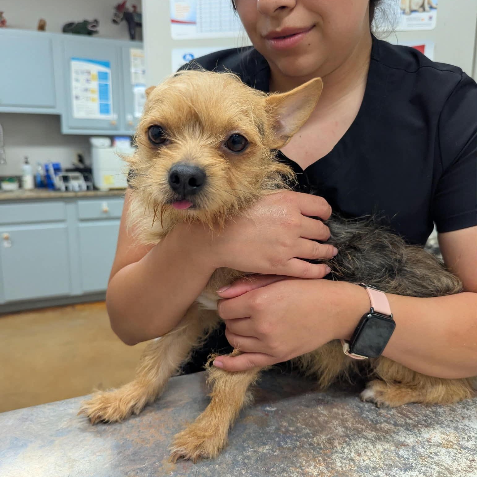 Cheeto, adopted, Young Male Yorkshire Terrier.