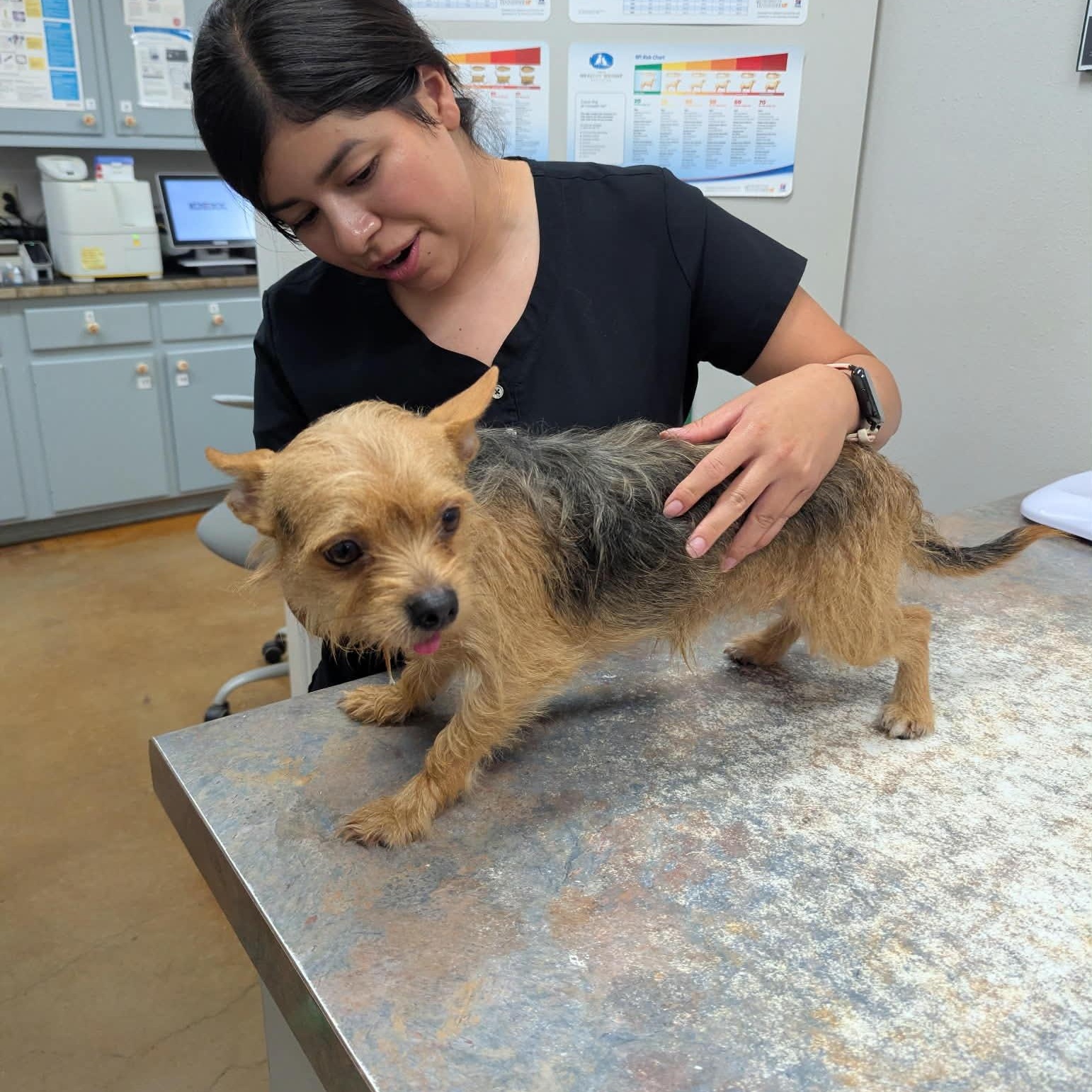 Cheeto, an adopted mixed breed in Williston, VT image 3/5