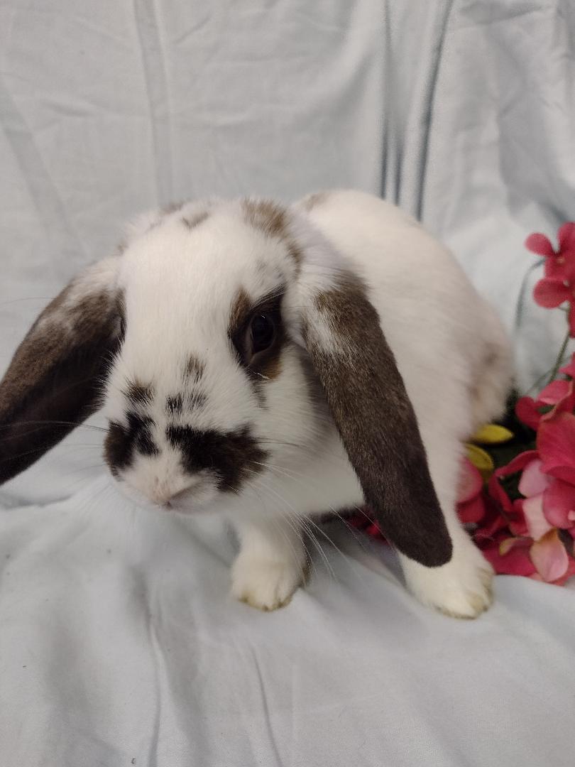 Adair **teeth issue, Adoptable, Young Female Mini Lop.