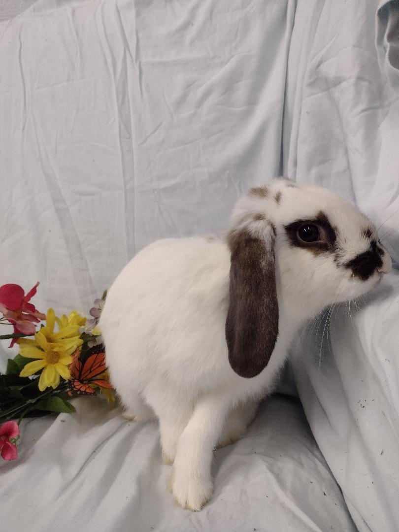 Enlarge Adair **teeth issue, a Adoptable Mini Lop in Plymouth, MI image 2/4