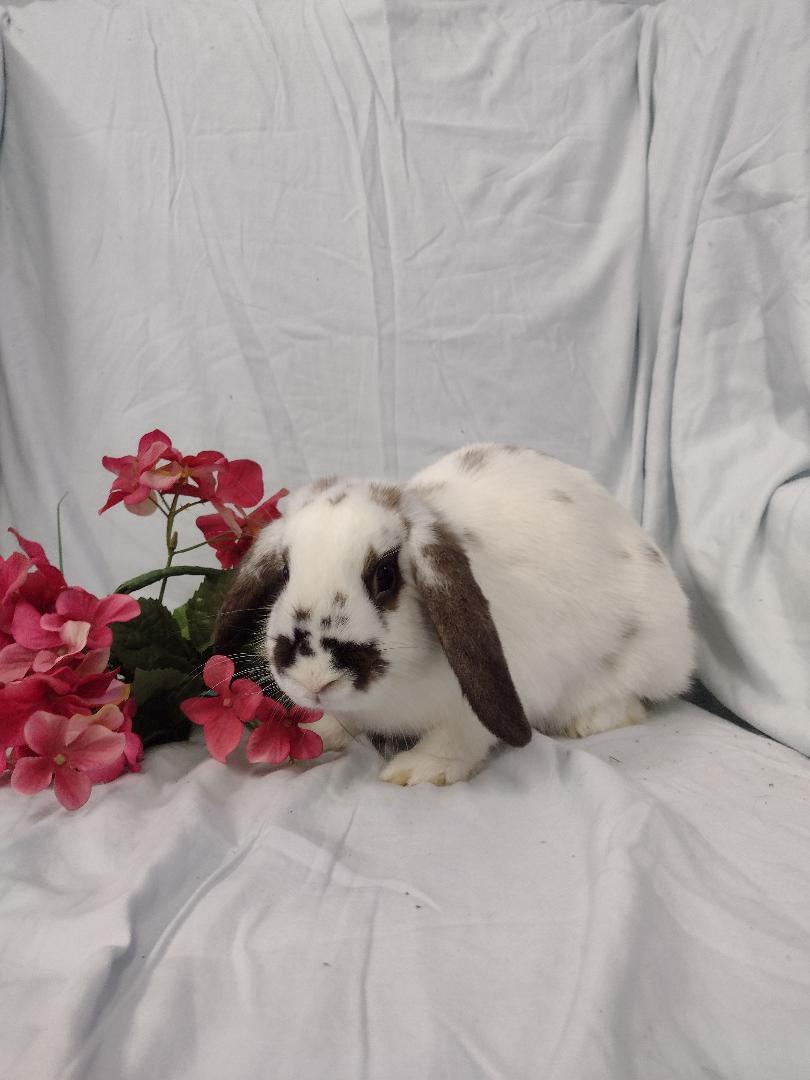 Enlarge Adair **teeth issue, a Adoptable Mini Lop in Plymouth, MI image 3/4