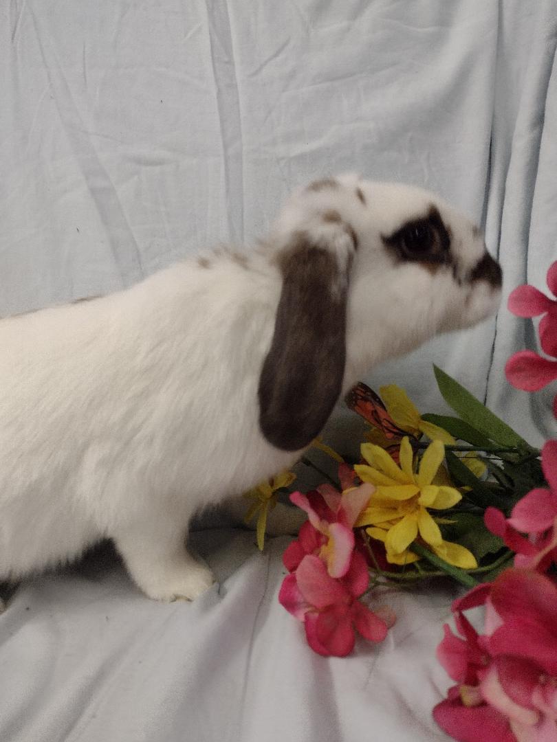 Enlarge Adair **teeth issue, a Adoptable Mini Lop in Plymouth, MI image 4/4
