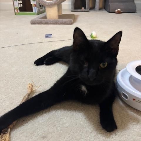 Leo - THE ONE-EYED WONDER!, Adoptable, Adult Male American Shorthair.