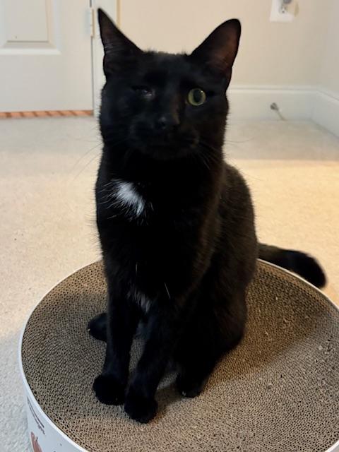 Leo - THE ONE-EYED WONDER!, a Adoptable American Shorthair in Bristow, VA image 3/4