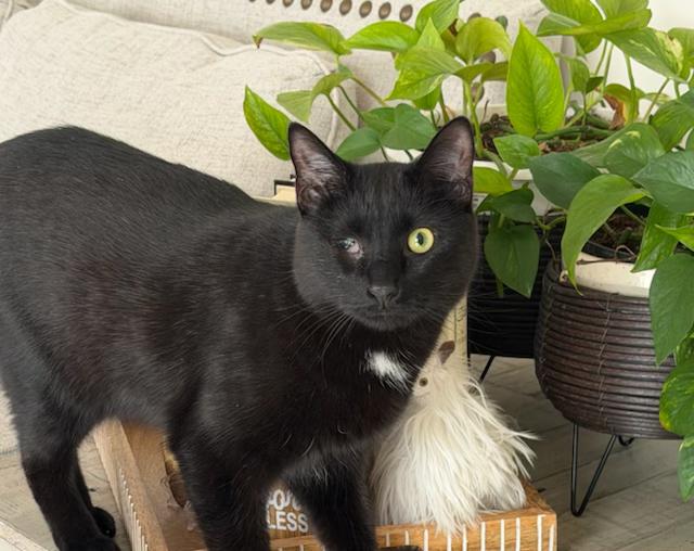 Leo - THE ONE-EYED WONDER!, Adoptable, Young Male American Shorthair.