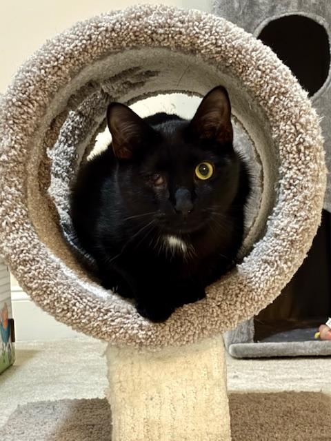 Leo - THE ONE-EYED WONDER!, a Adoptable American Shorthair in Bristow, VA image 1/4