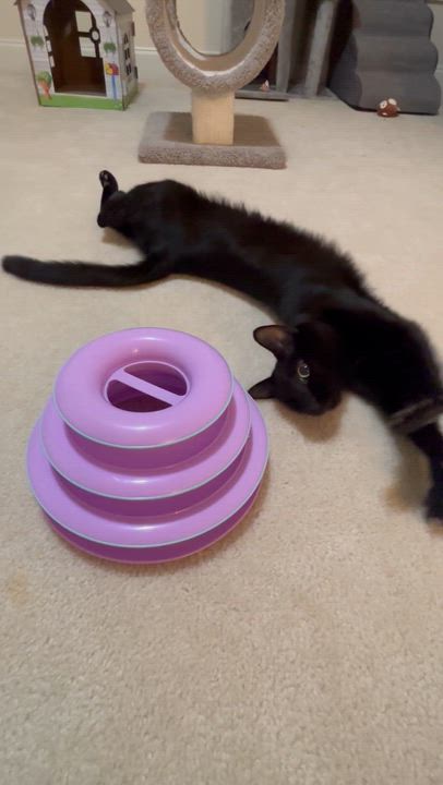 Enlarge Leo - THE ONE-EYED WONDER!, a Adoptable American Shorthair in Bristow, VA video 4/4