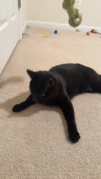 Enlarge Leo - THE ONE-EYED WONDER!, a Adoptable American Shorthair in Bristow, VA video 4/4