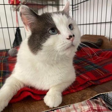 Oliver, Adult Male unknown
