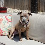 Petal, an adoptable Terrier in Sioux Falls, SD, 57101 | Photo Image 4