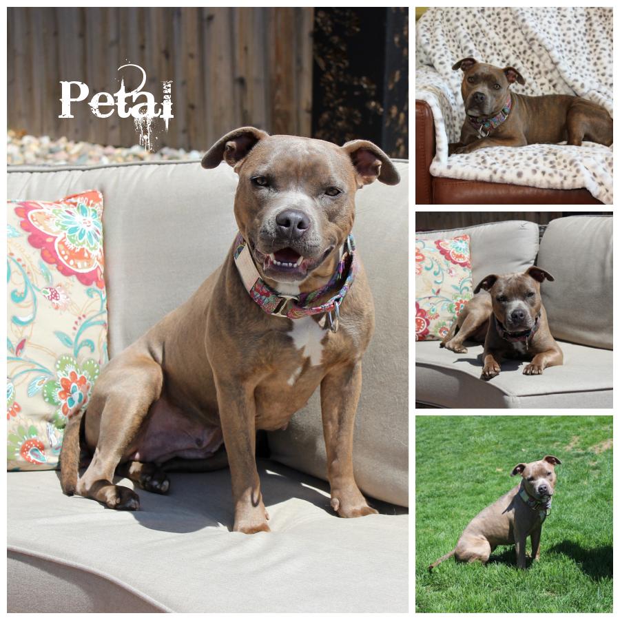Petal, an adoptable Terrier in Sioux Falls, SD, 57101 | Photo Image 1
