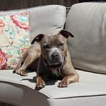 Petal, an adoptable Terrier in Sioux Falls, SD, 57101 | Photo Image 2