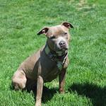 Petal, an adoptable Terrier in Sioux Falls, SD, 57101 | Photo Image 6