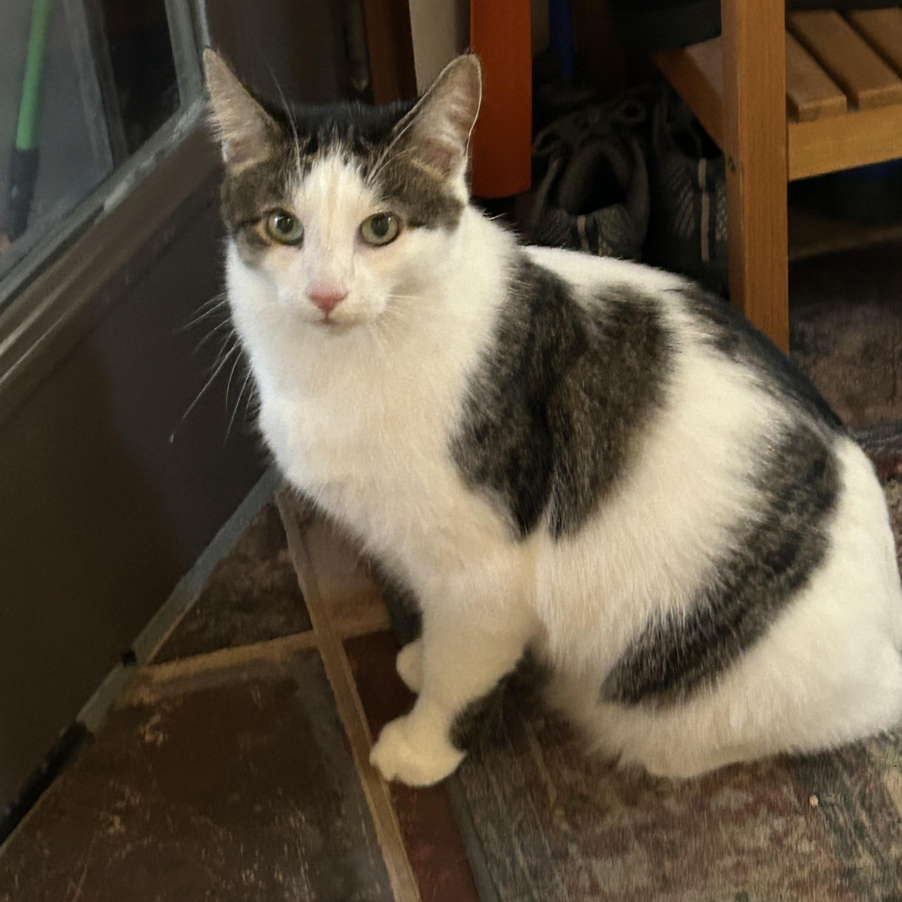 Enlarge Romeo, a Adoptable Domestic Short Hair in South Euclid, OH image 1/2