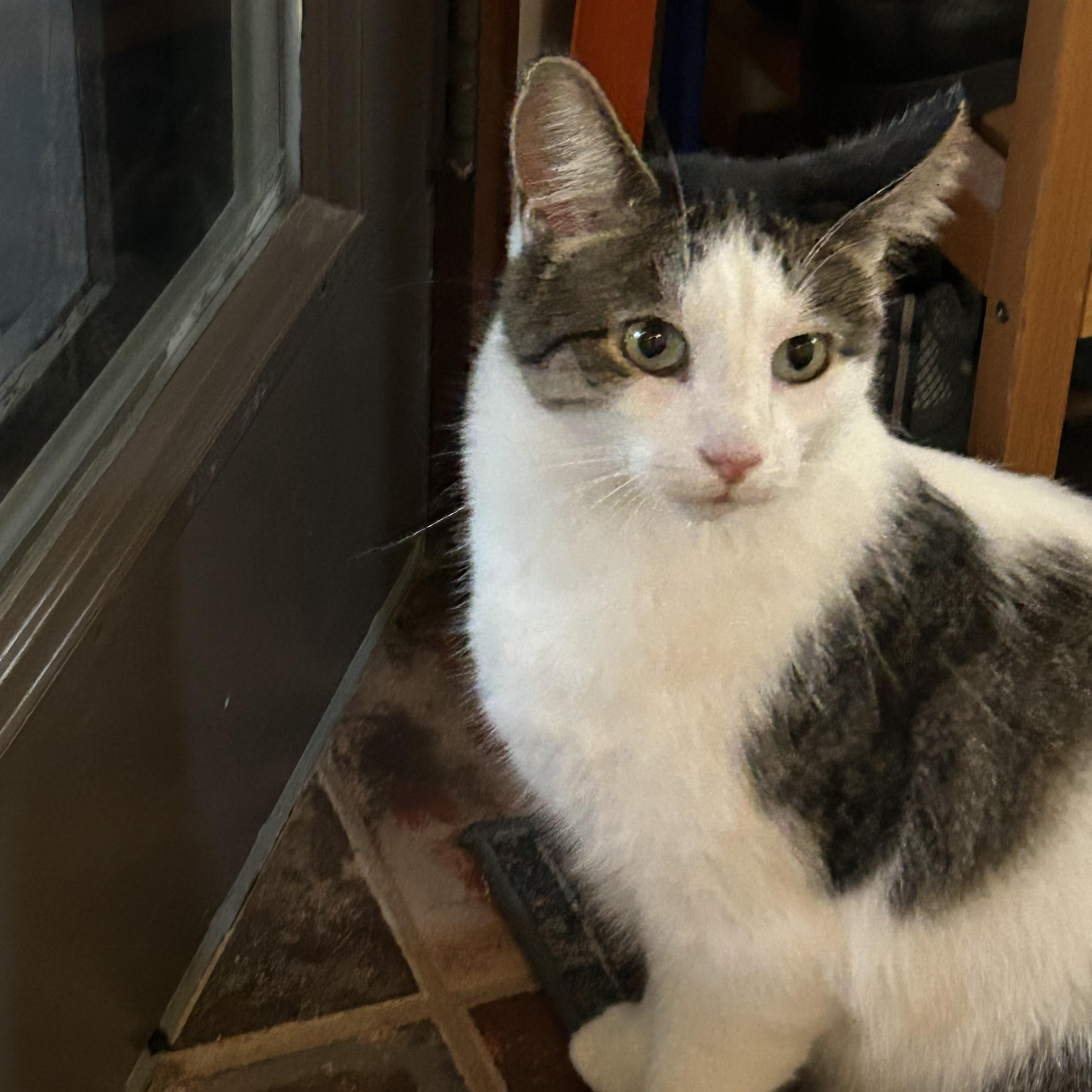 Enlarge Romeo, a Adoptable Domestic Short Hair in South Euclid, OH image 2/2