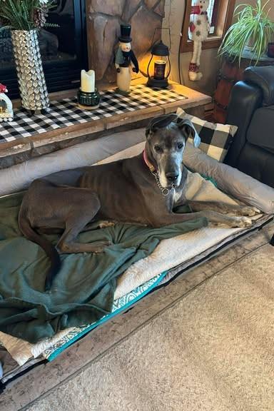 Pearl, Adoptable, Senior Female Great Dane.