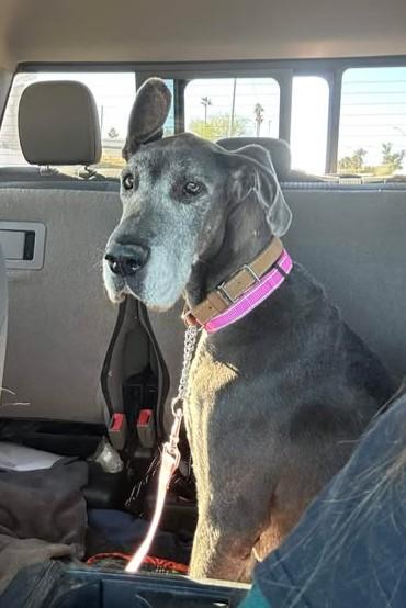 Pearl, a Adoptable Great Dane in Mesa, AZ image 2/2